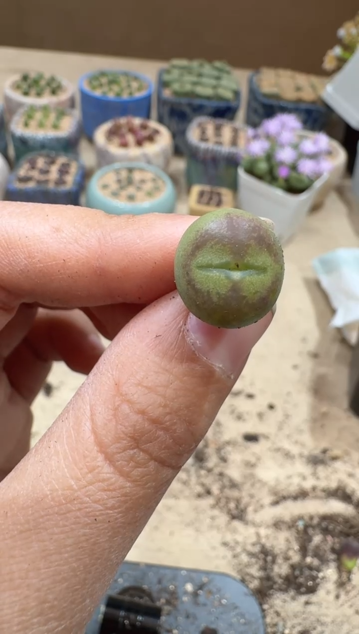 l****蔡13-62多肉植物肉锥