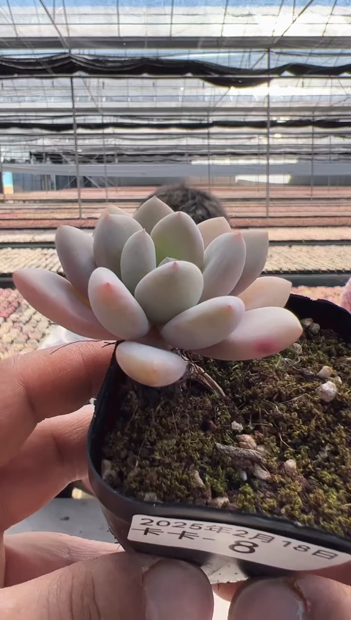 【闪购商品】卡卡-8