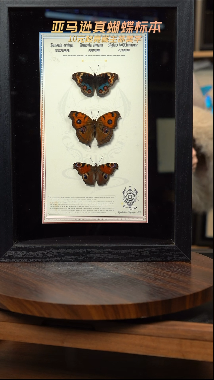 翠蓝眼蛱蝶+美眼蛱蝶+孔雀蛱蝶组合悬浮款