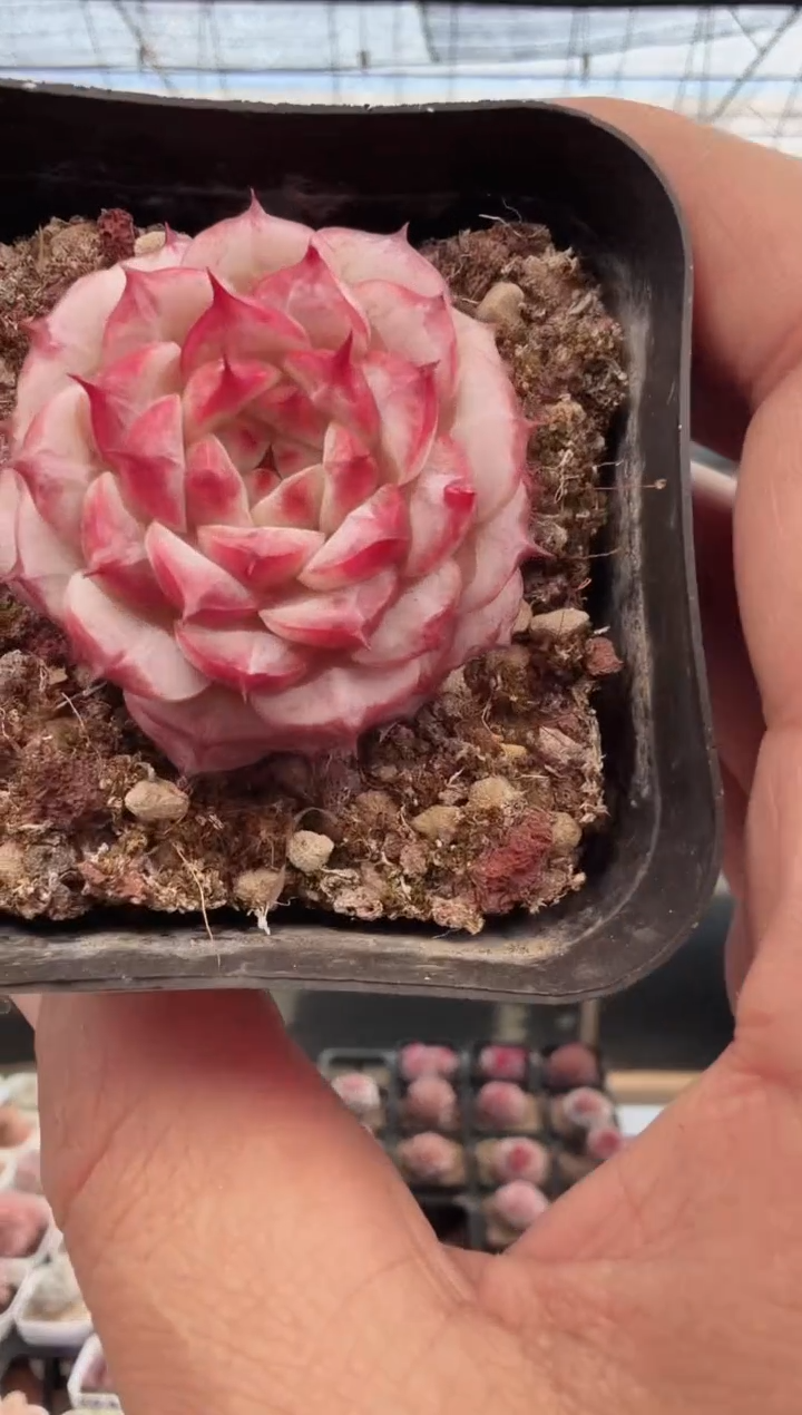 东云多肉园新款-149