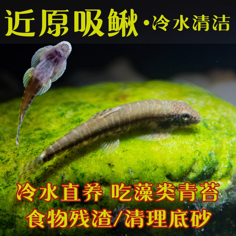 原生冷水清道夫近原吸鳅除藻清洁工具鱼户外溪流缸锦鲤伴侣琵琶鳅
