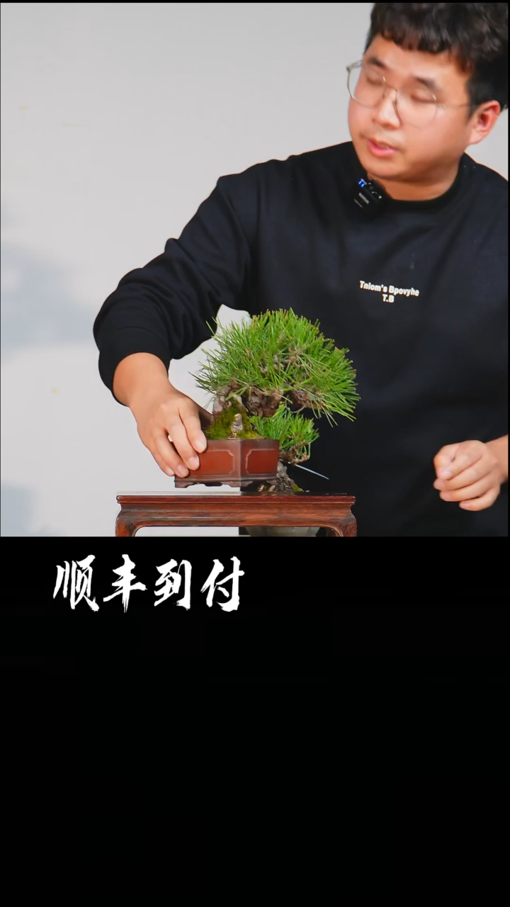 【闪购商品】·三河黑松