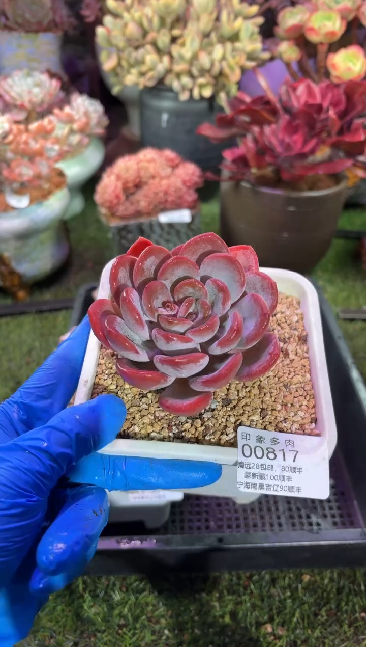 【闪购商品】00817