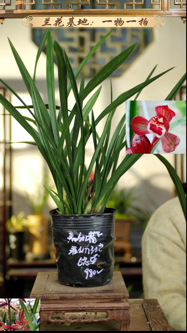 完全开放大唐盛世8苗4花苞