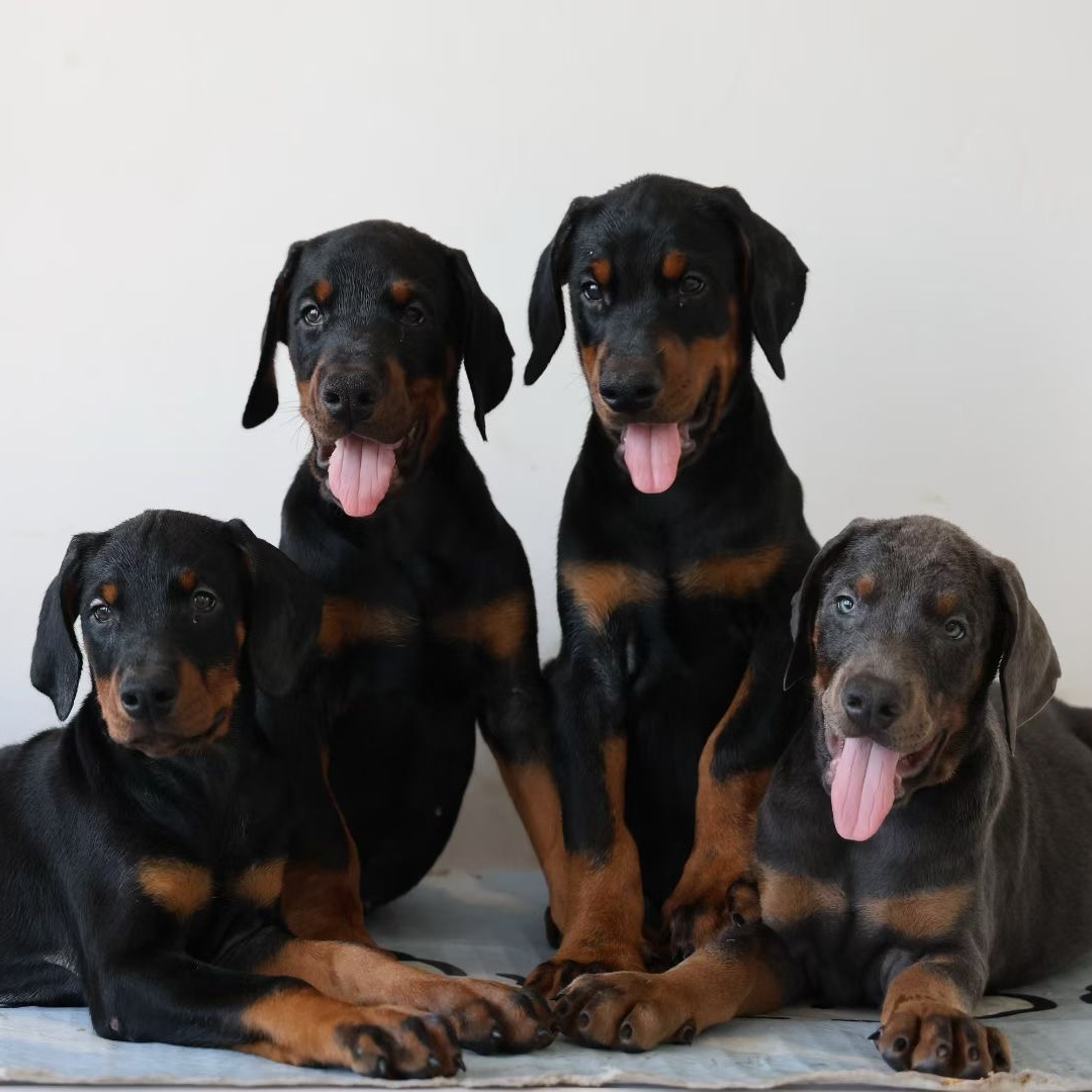 德系杜宾家庭护卫犬