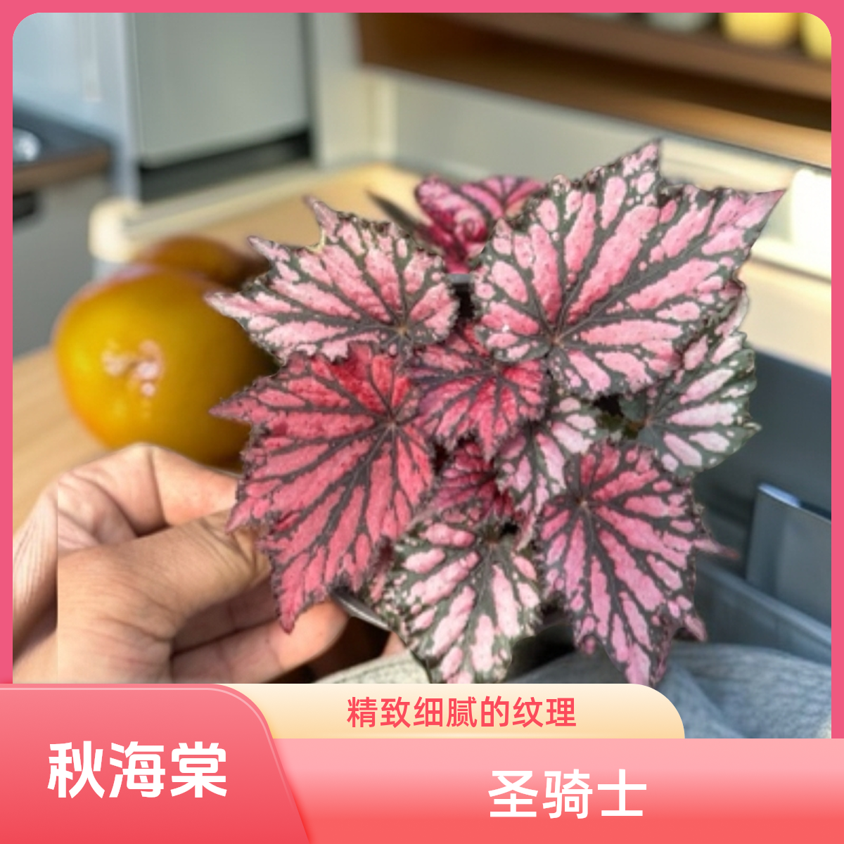 圣骑士 秋海棠 一颗包邮无售后 完美主义者勿拍