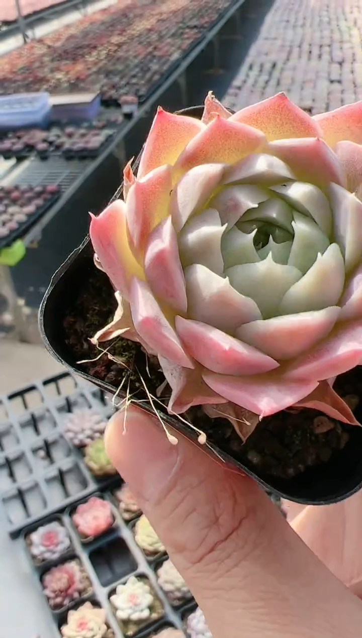 【闪购商品】新-41