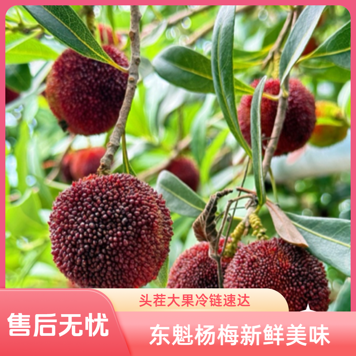 【次日达】10A大果正宗乒乓球东魁杨梅头茬新鲜采摘京东冷链3斤浙江省