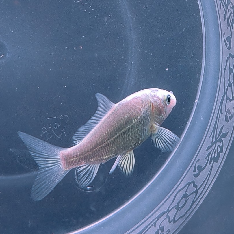 【九鲤寸片微瑕处理】普身蝴蝶鲤观赏鱼 新手微瑕 一物一拍