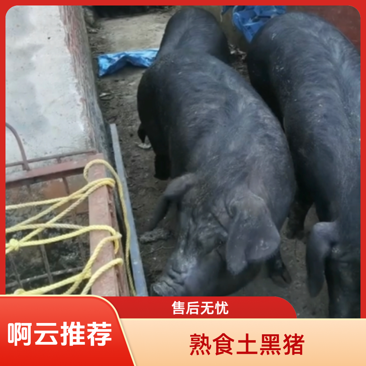 纯粮食喂养土黑猪猪肉【直播间现称现拍】