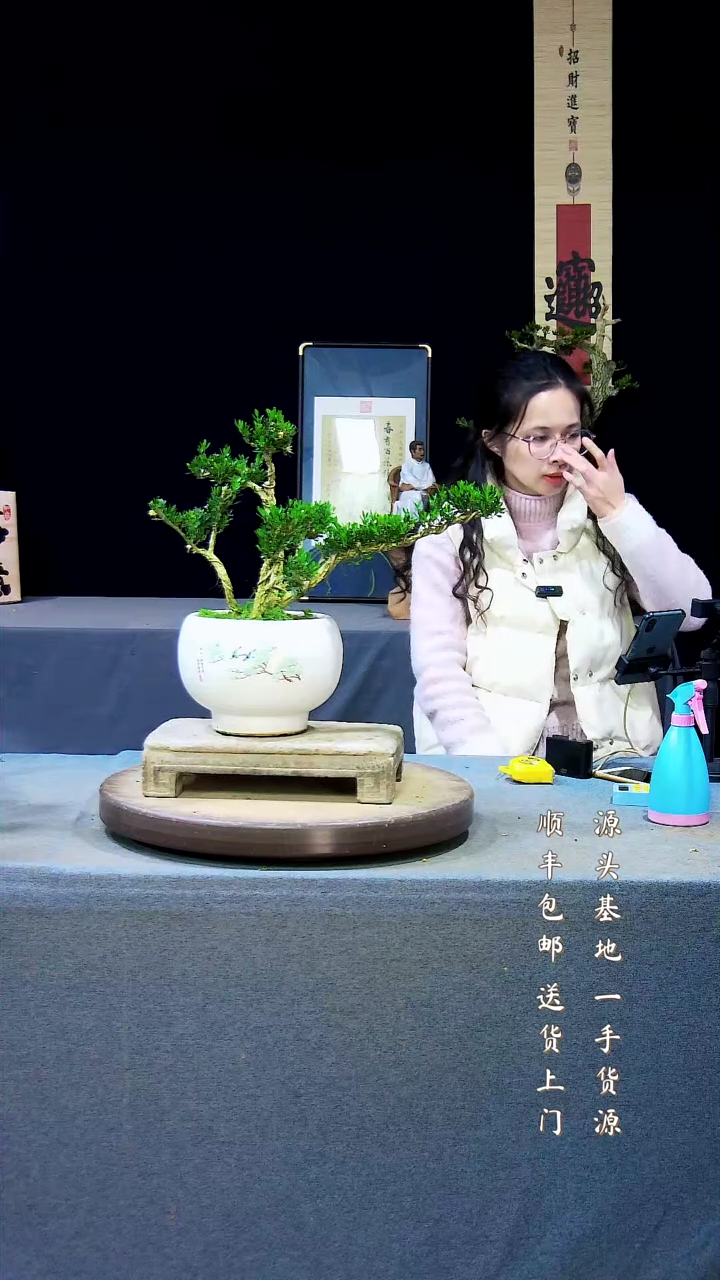 【闪购商品】雀舌黄杨盆景雀舌黄杨盆景