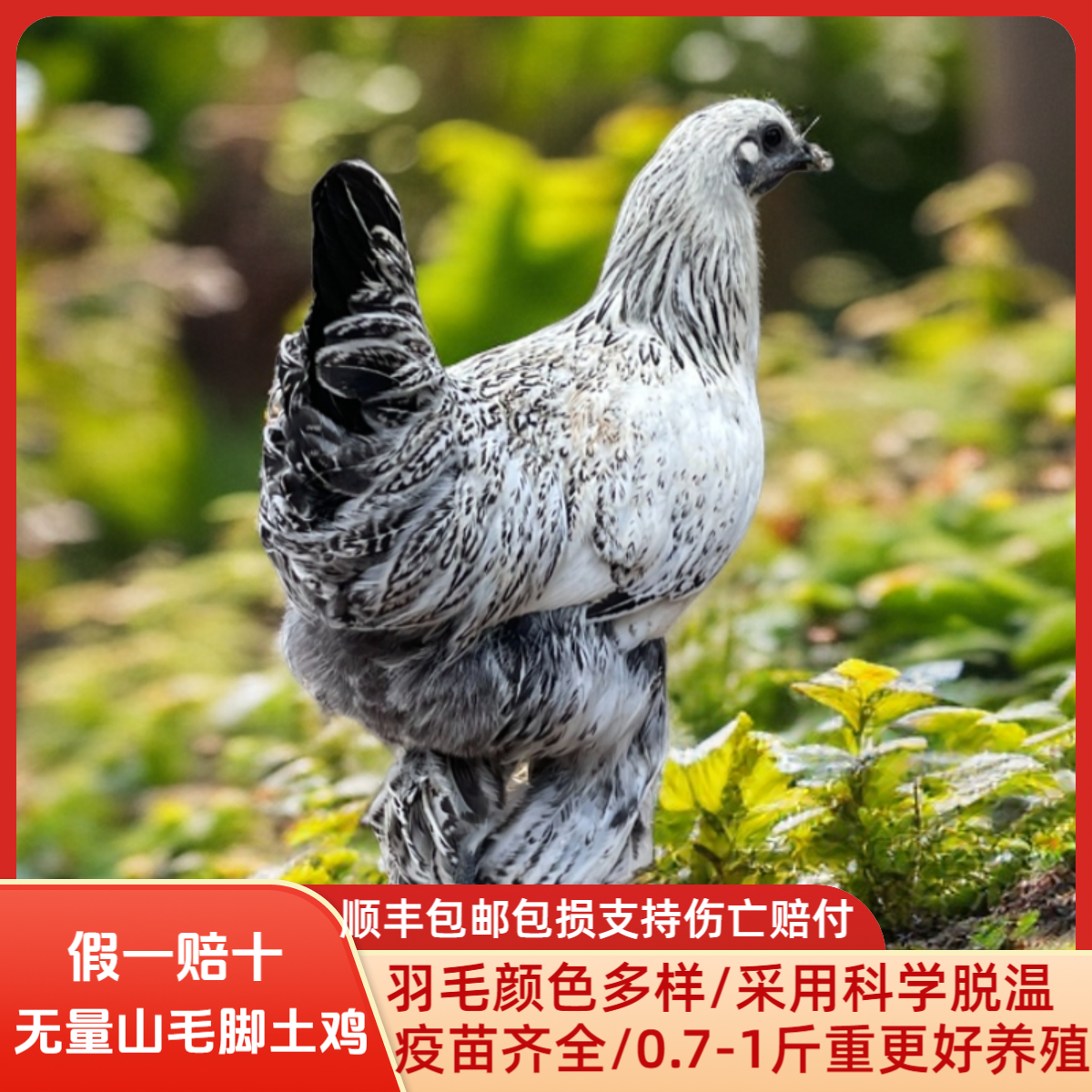 云南正宗无量山土鸡 包邮包损 年产蛋180左右 顺丰发货 观赏性强