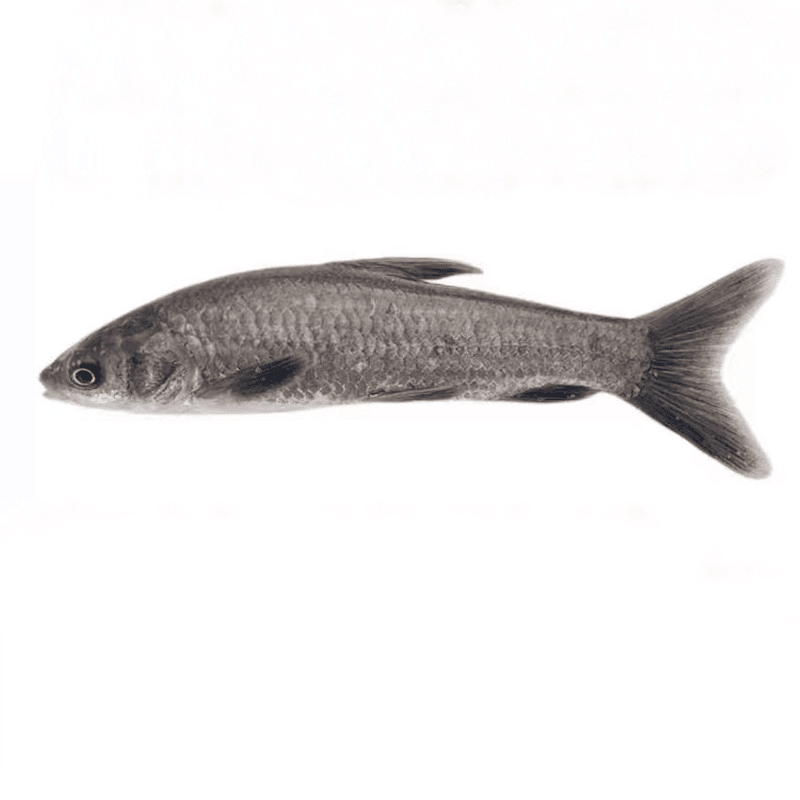 【四川眉山发货】螺狮青鱼常温淡水鱼各地适宜可食用可观赏鱼