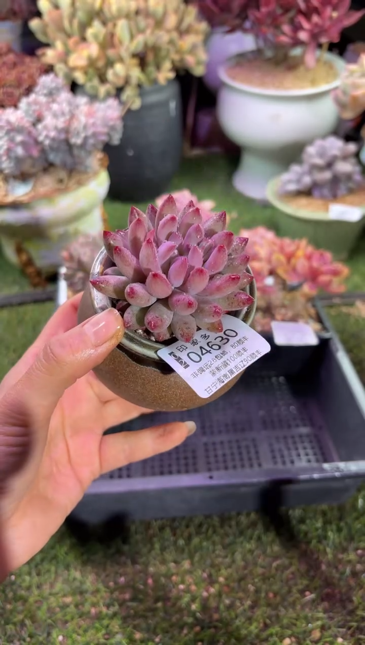 【闪购商品】04630脱土带盆