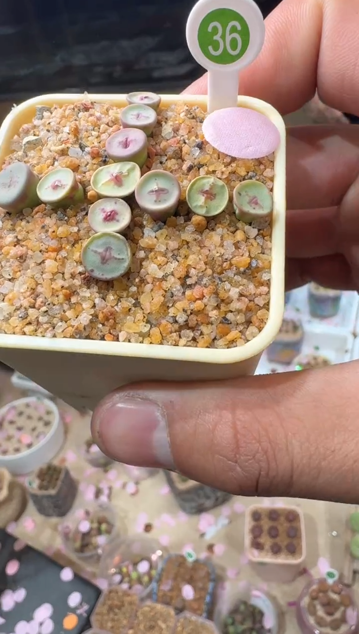 171多肉植物肉锥十字纽扣两颗