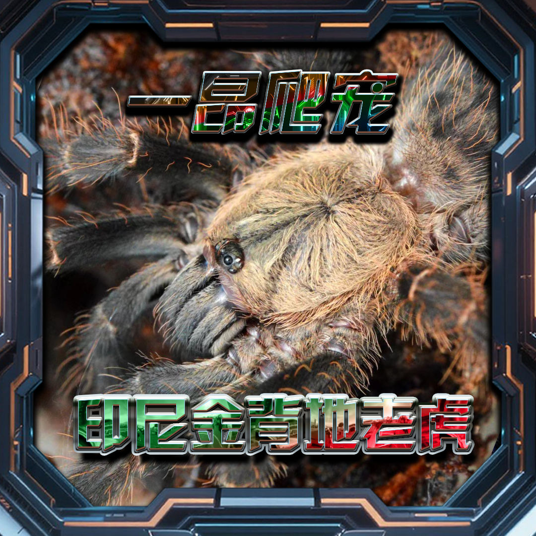 印尼金背地老虎宠物蜘蛛蓝色系大型树栖稀有蜘蛛