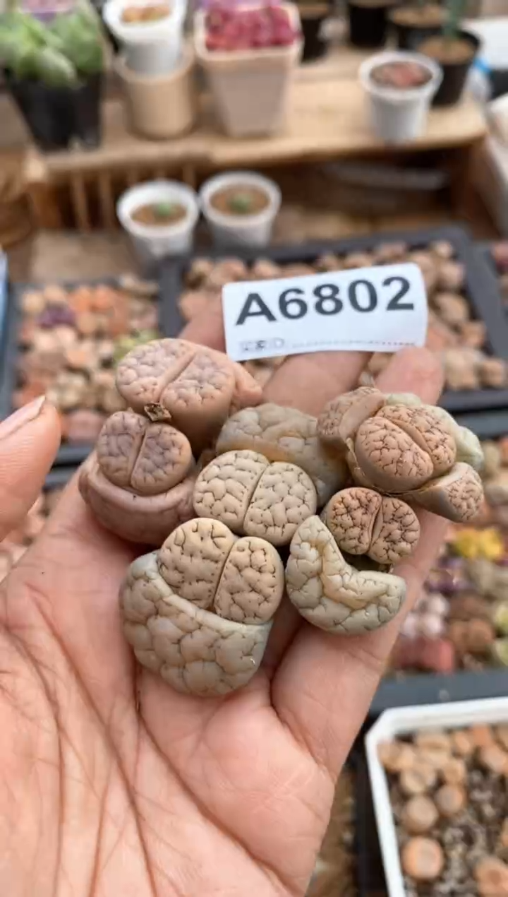 【闪购商品】6802直播一物一拍