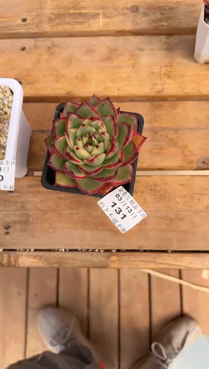 【闪购商品】 0313-131韩乌木锦90#