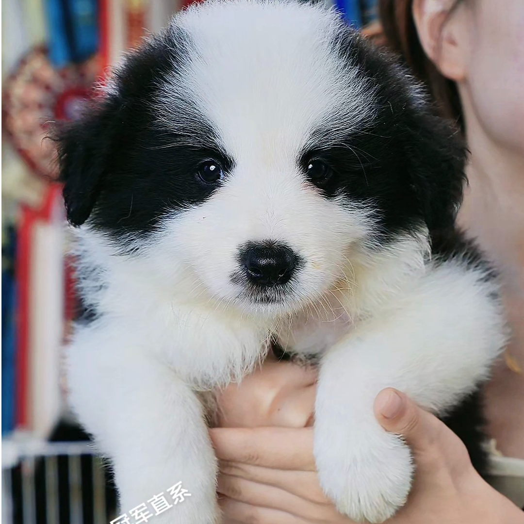 怡秀边境牧羊犬边牧蓝陨石边牧咖啡边牧三色边牧美润犬舍17年