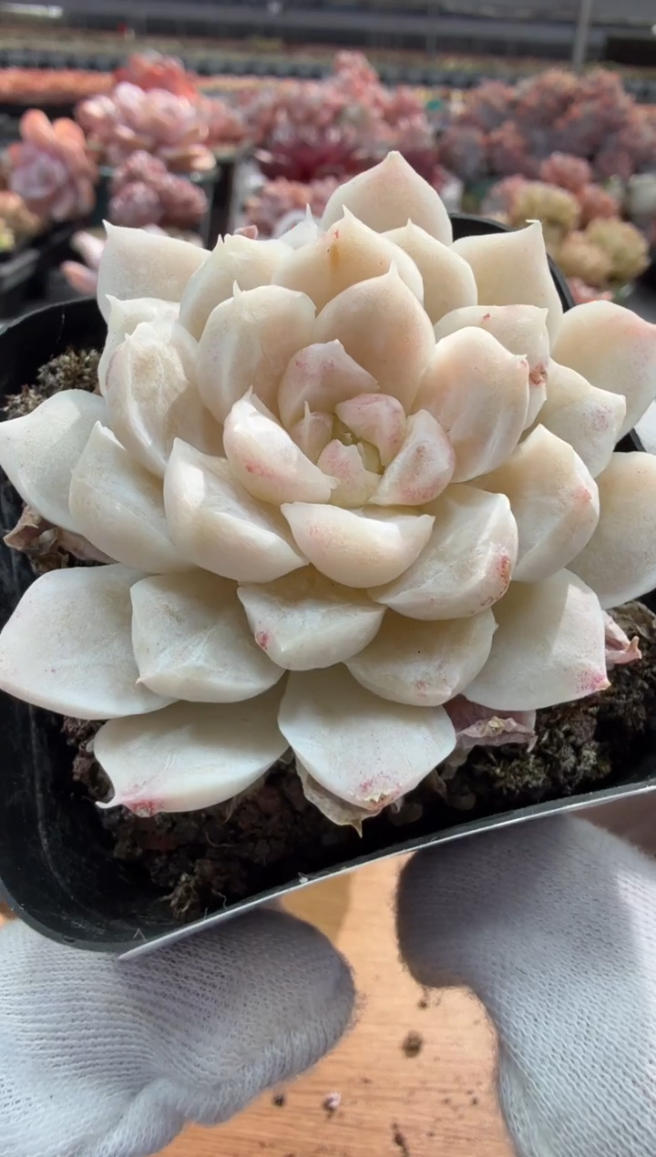 东云多肉园三店-48