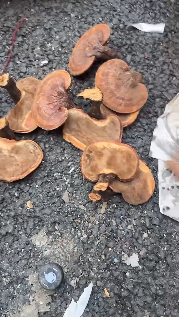 茶盏赤**子直播闪购改价链接97