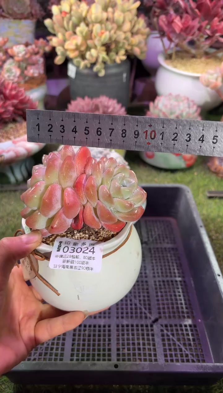 【闪购商品】03024