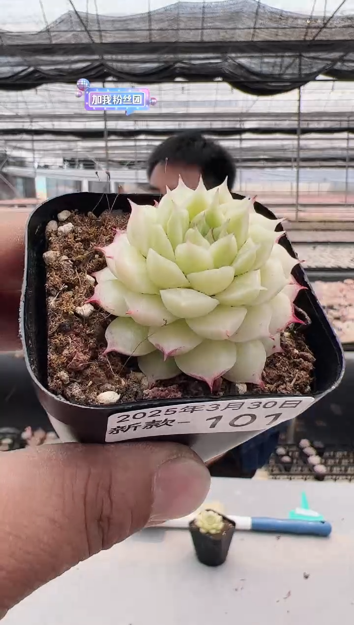 新款多肉------101