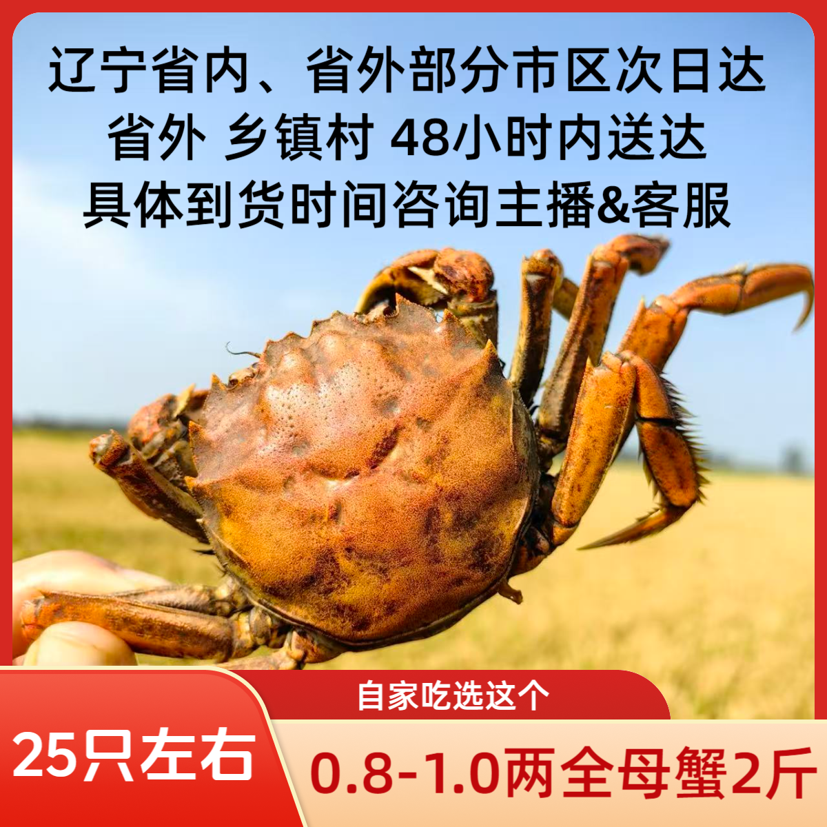【活蟹】盘锦河蟹 母蟹 0.8-1.0两2斤  大约25只左右  
