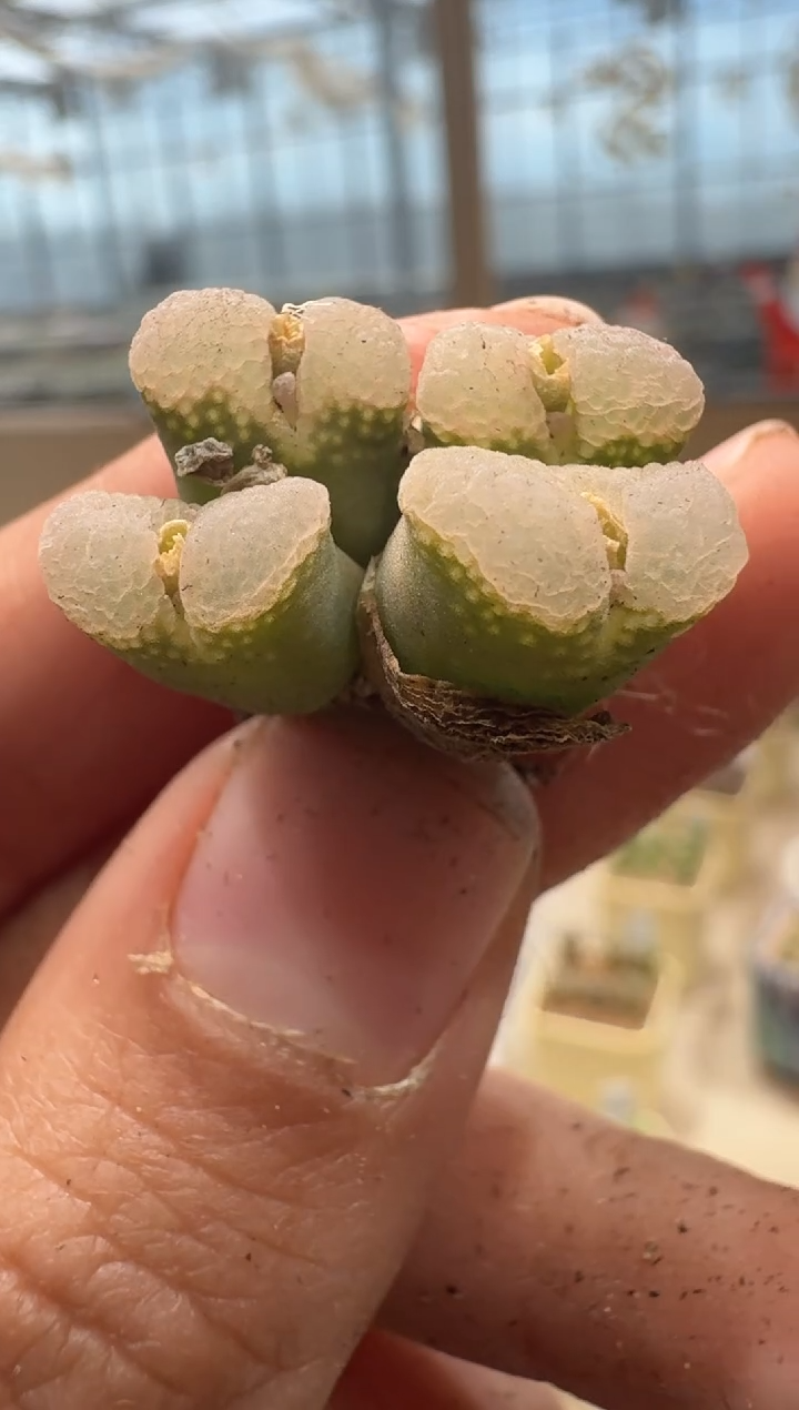 匹*曹26-51多肉植物肉锥