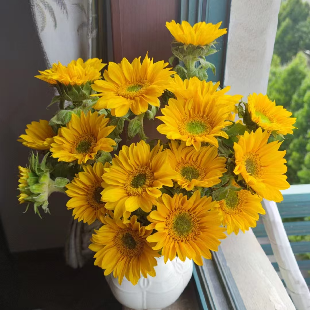 【向日葵5支】全国地区鲜花专场，两单升级顺丰京东，今天拍明天到。