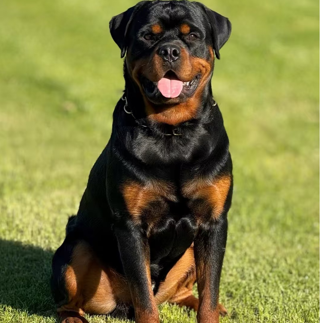 （老赵犬业）T狗狗活体