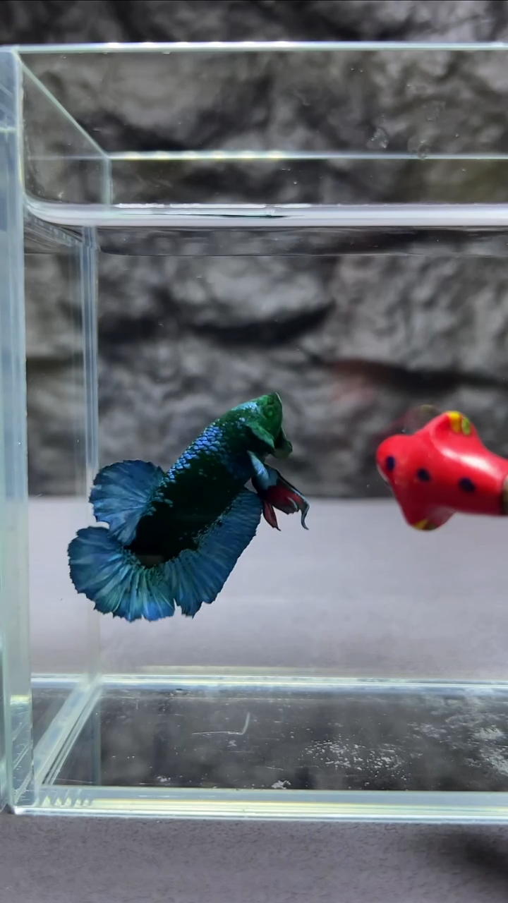 斗鱼竞拍链接S058