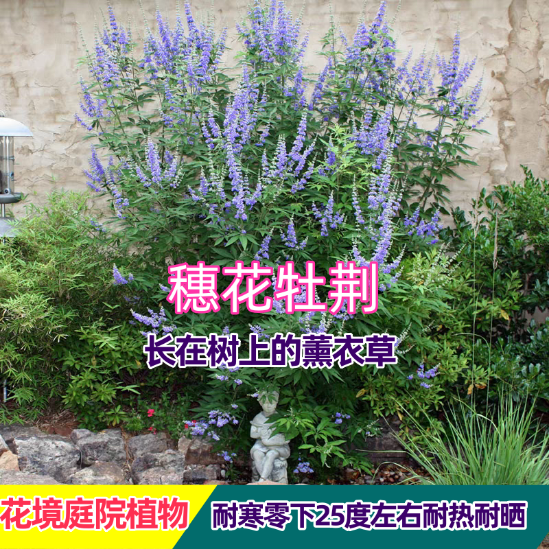 穗花牡荆盆栽地栽带花苞可驱蚊多年生庭院阳台开花植物绿植