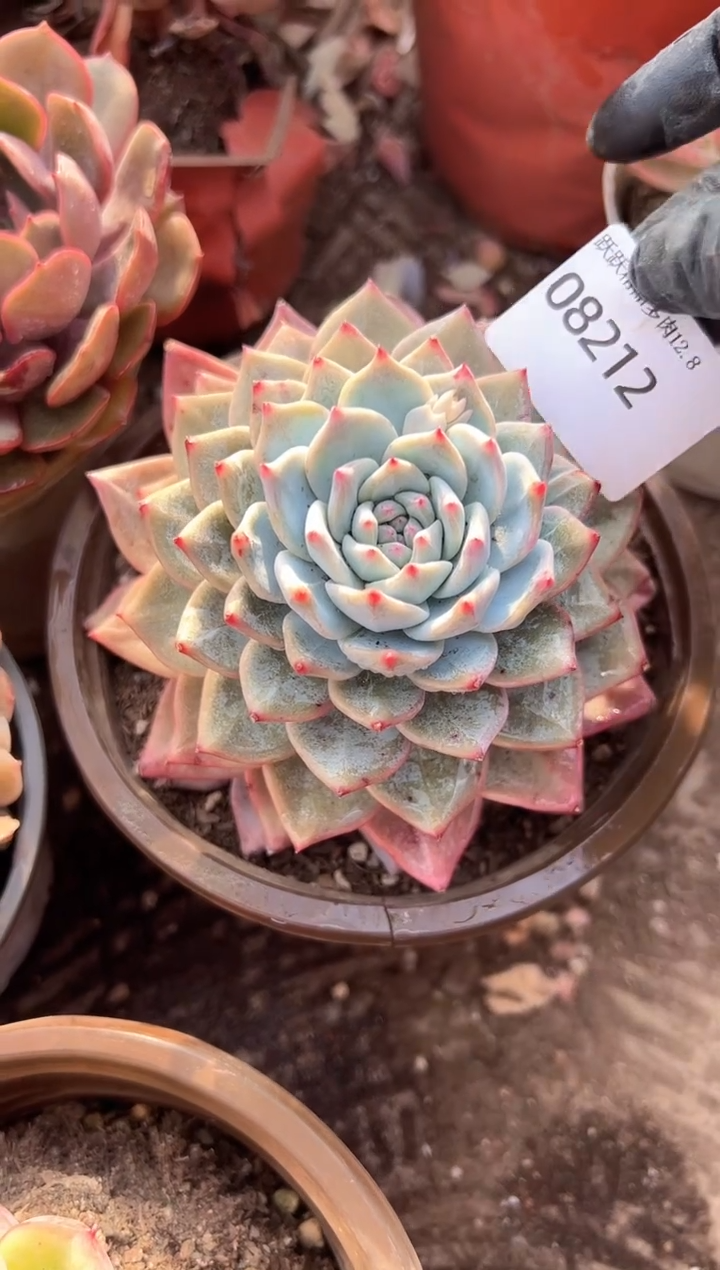 ?**?阿迷洲多肉花卉08212