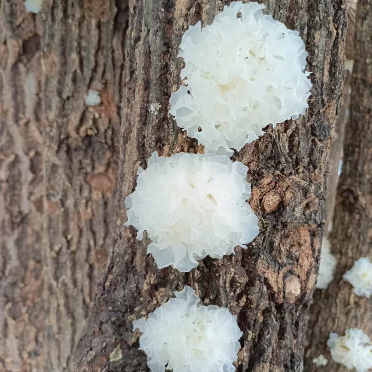 中国银耳发祥地，通江青冈段木银耳