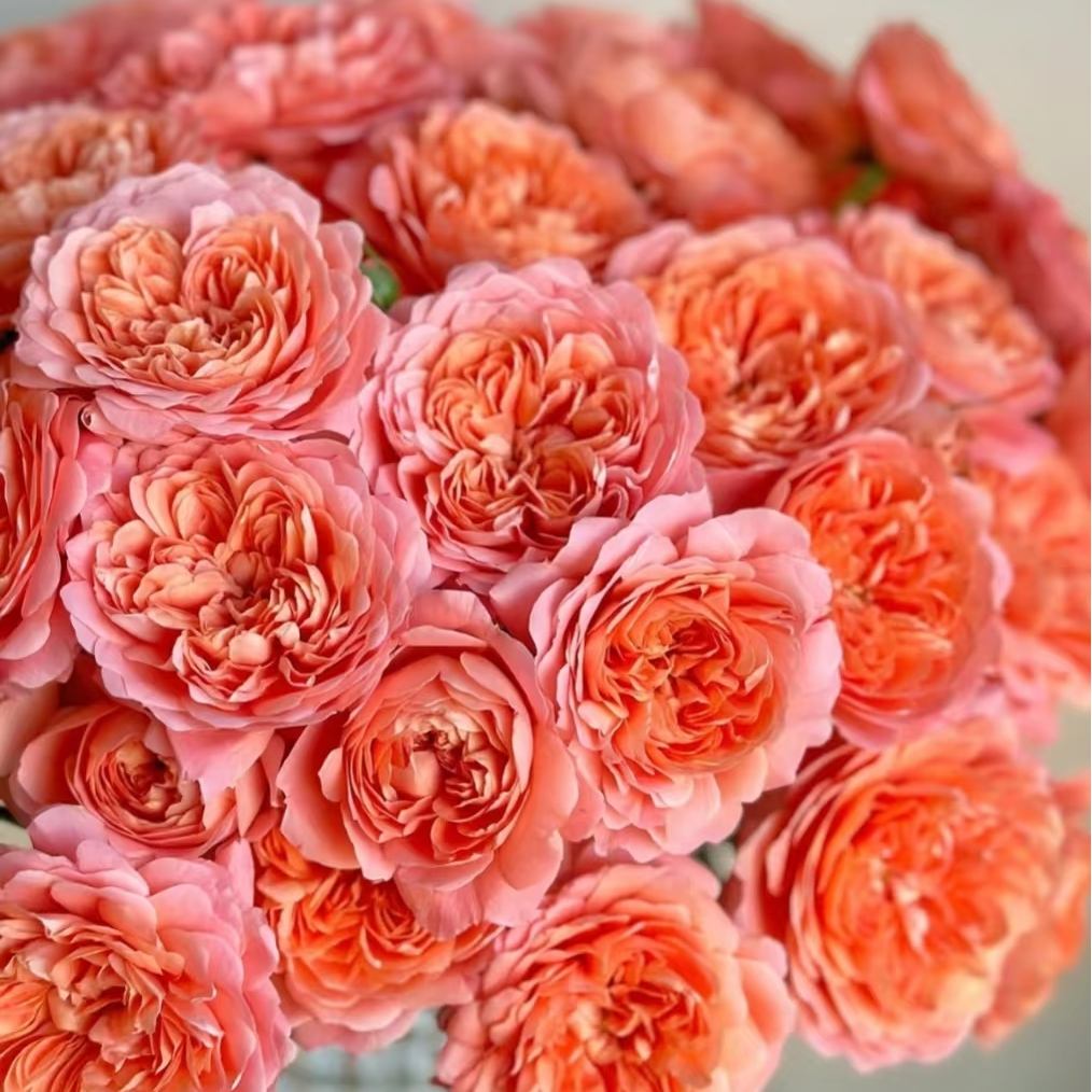 【杏色果汁多头玫瑰5支】 鲜花次日达批发直播品质鲜花 全场任意满两单顺丰包邮