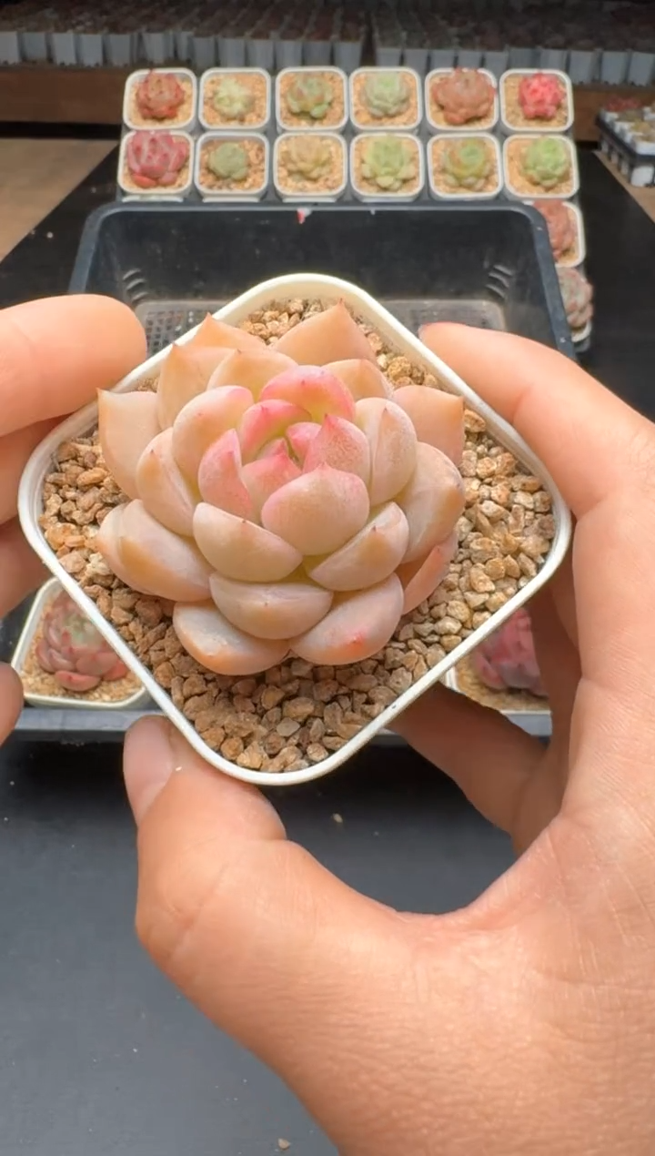 【闪购商品】177C物拍多肉带盆土6.5杯拍3颗包柚