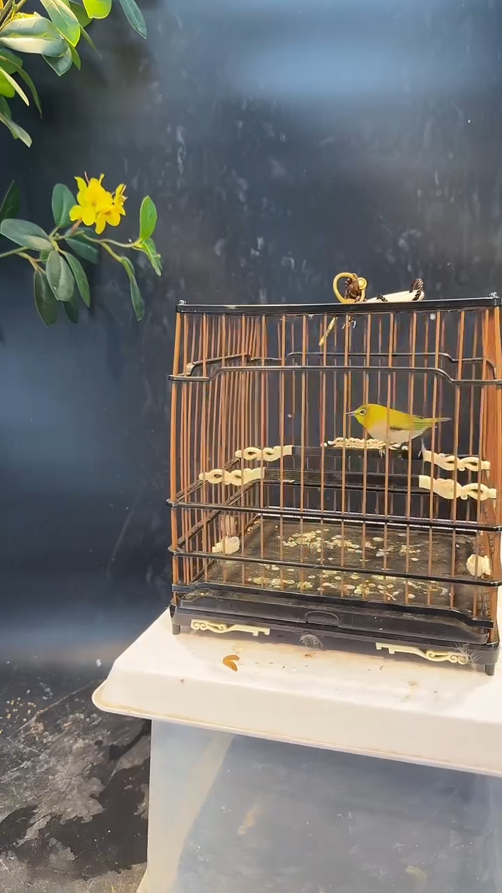 16号  绣眼养笼  0元起拍