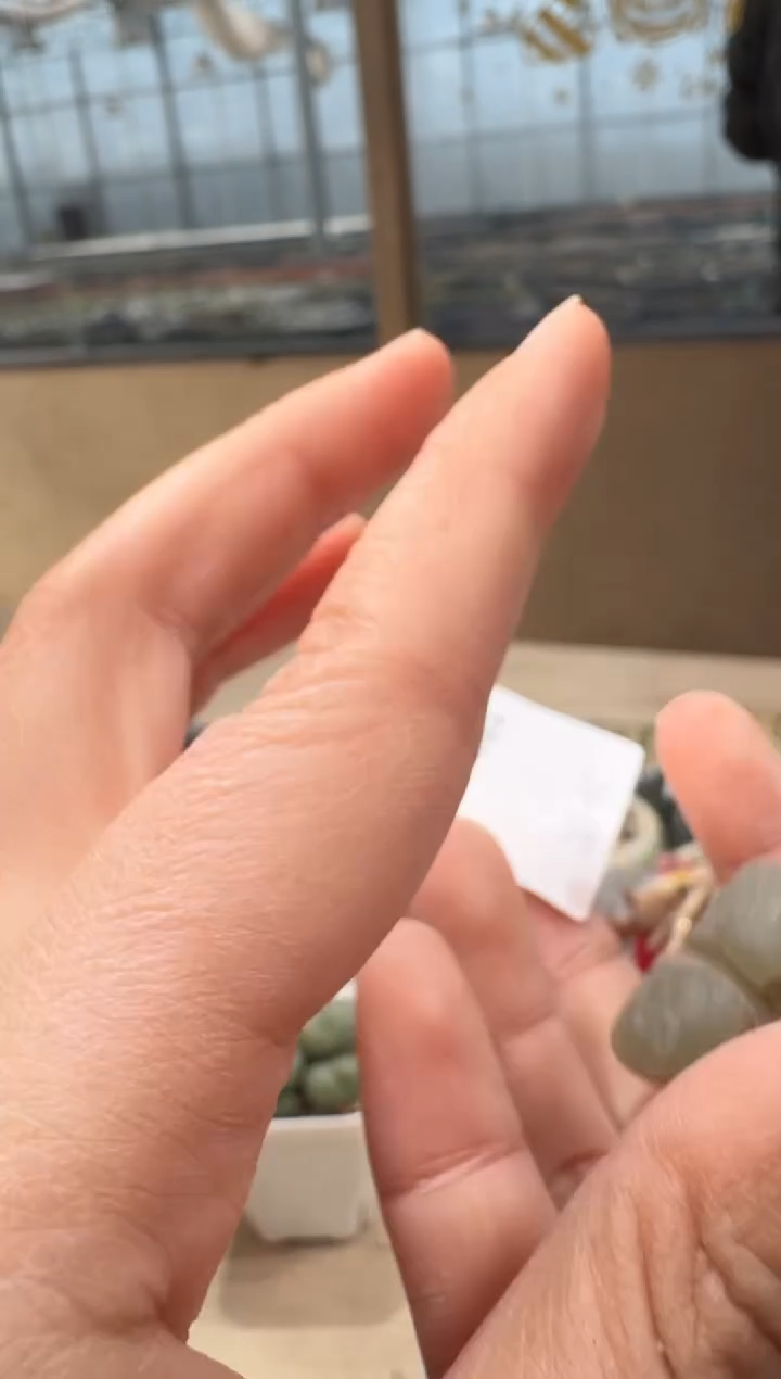 24-107多肉植物肉锥