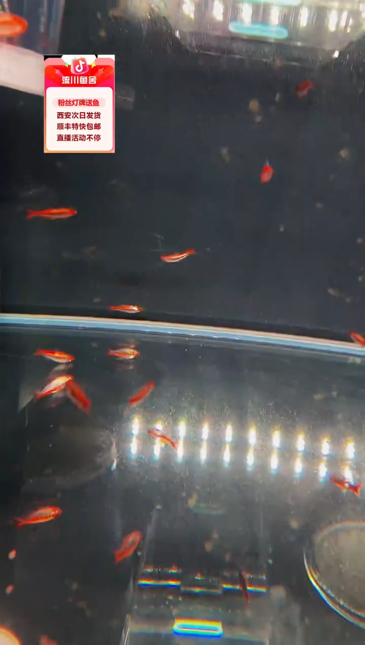 海水鱼云****42白金火蚁
