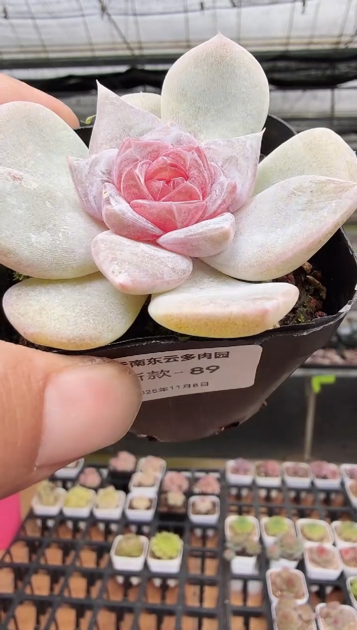 东云多肉园新款-89