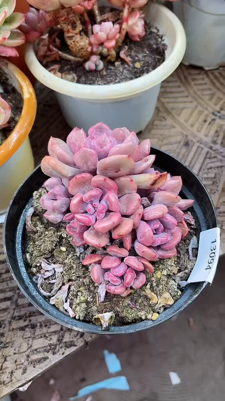 【闪购商品】13094