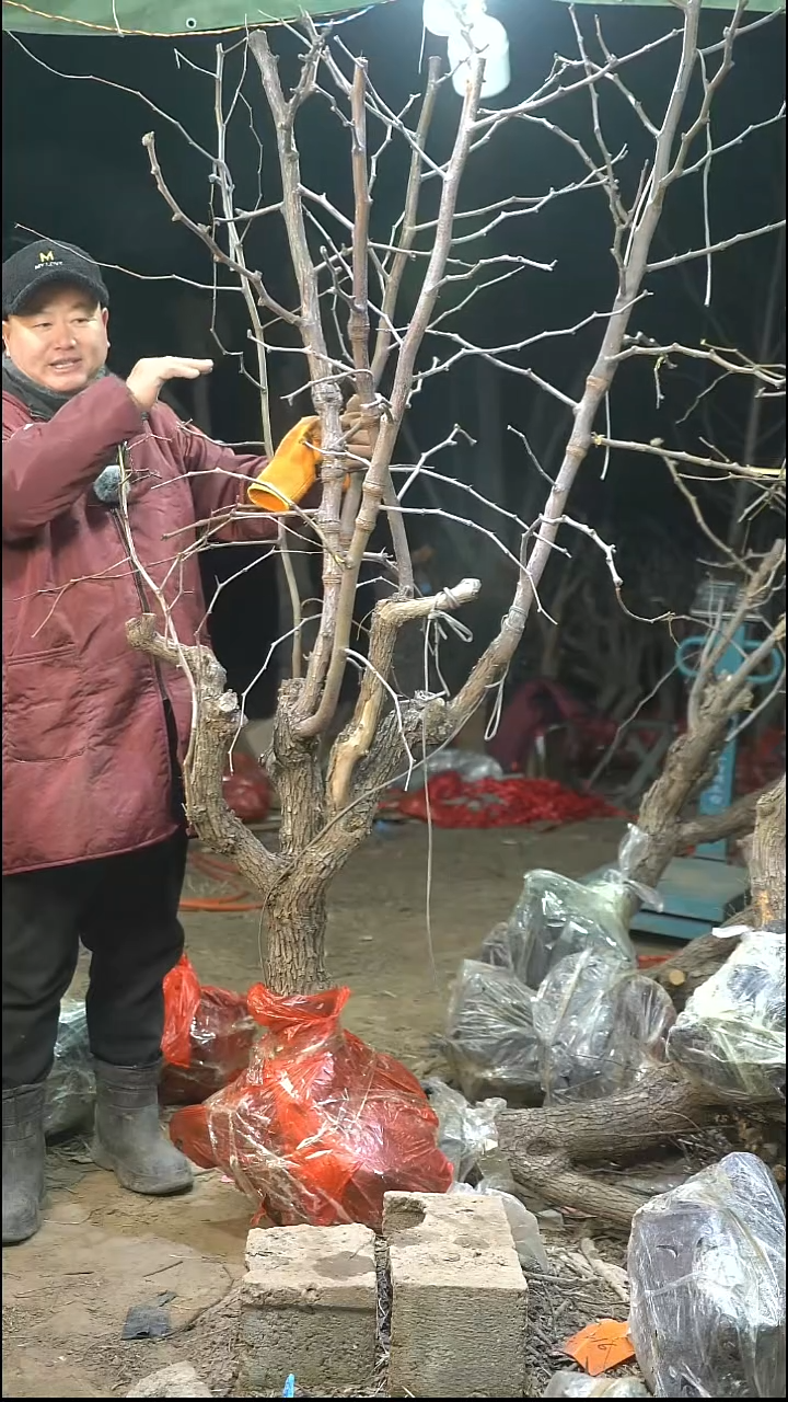 完全开放枣树427