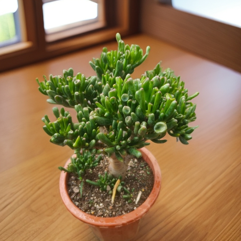 3年吸财树  皮实好养的老桩多肉适合室内外种植多种款式可选