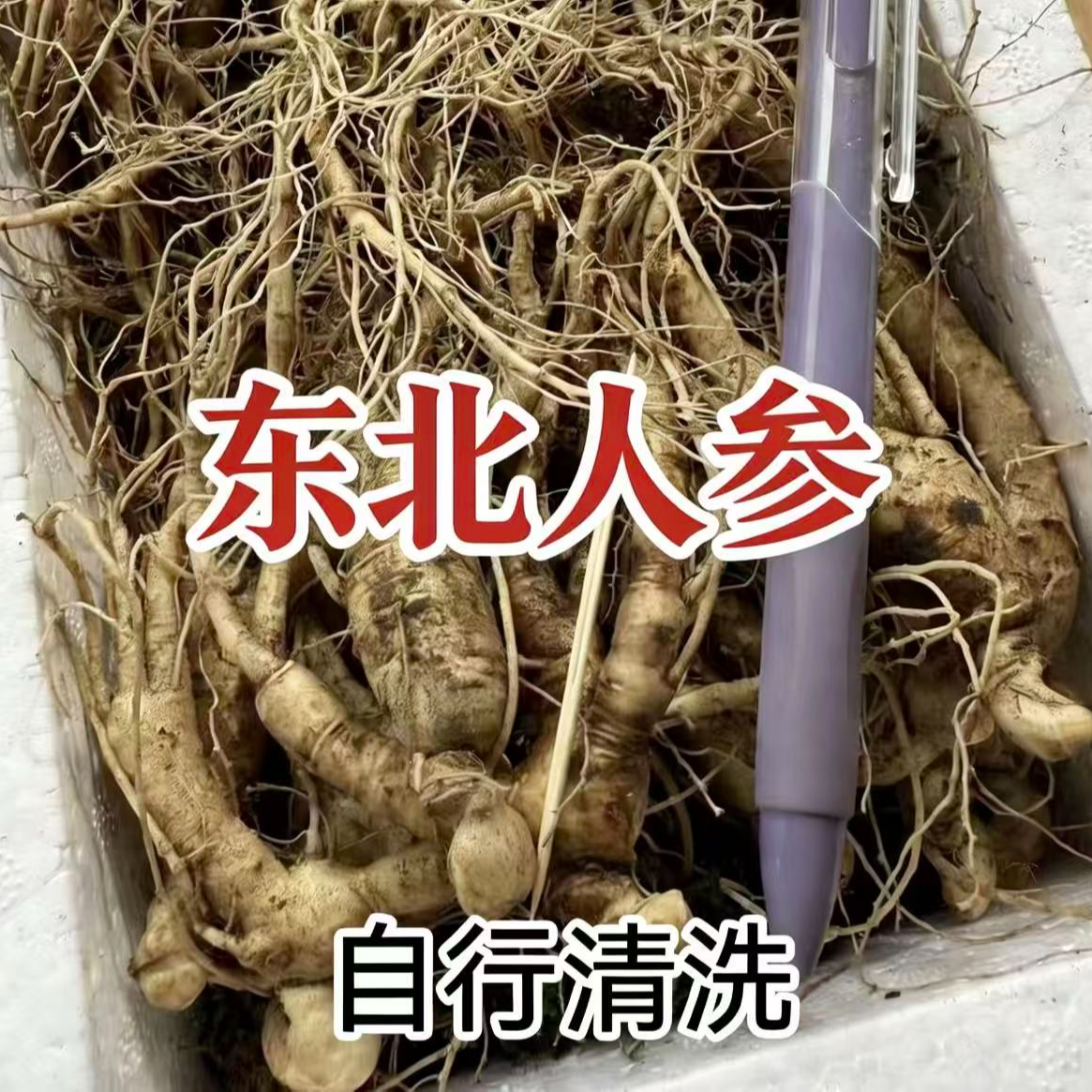 东北长白山新鲜人参 煲汤 泡酒 泡茶  不刷洗 自行刷洗 性价款