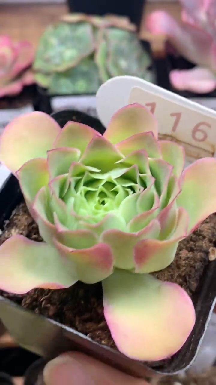 楹楹山地玫瑰/116