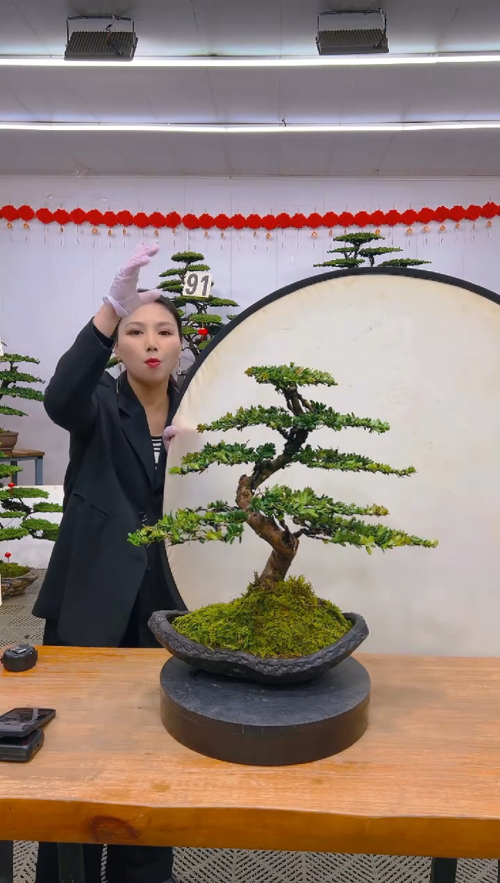 【闪购商品】盆景1