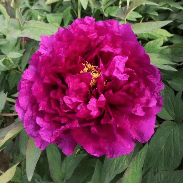 【群芳殿】正宗洛阳重瓣牡丹花苗北方耐寒盆栽地栽室内庭院花卉牡丹