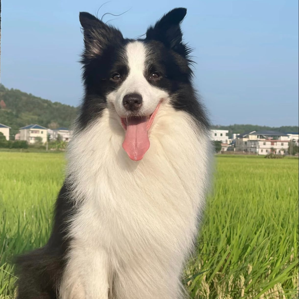 黑白色边境牧羊犬家庭伴侣最聪明的狗狗
