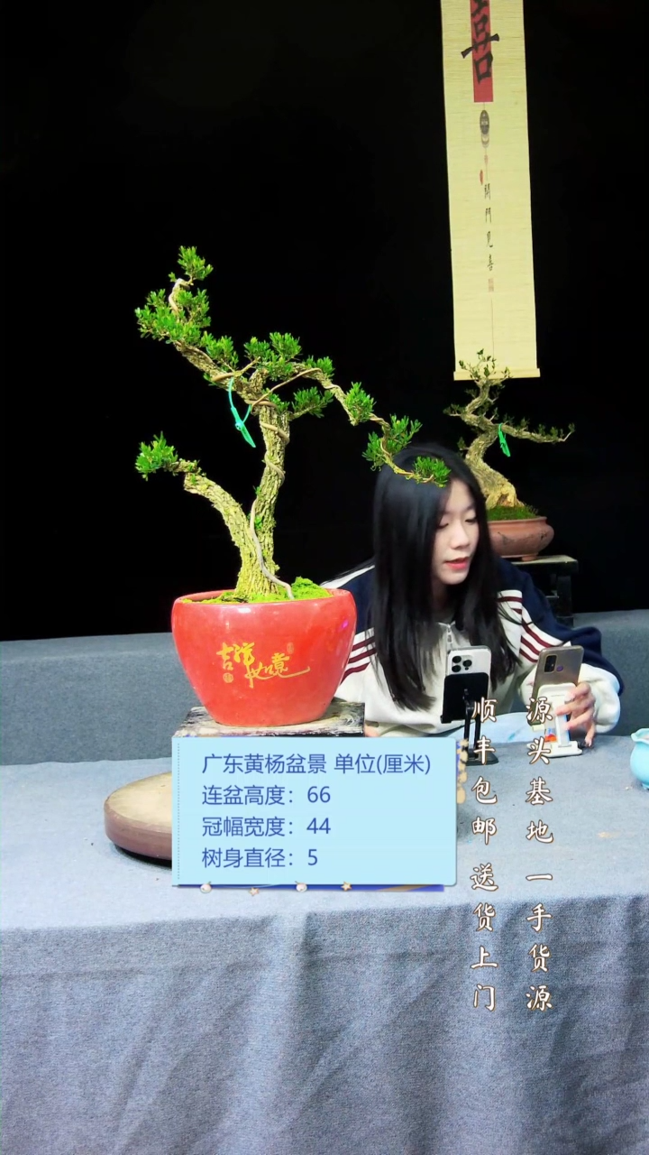 【闪购商品】黄杨盆景黄杨盆景